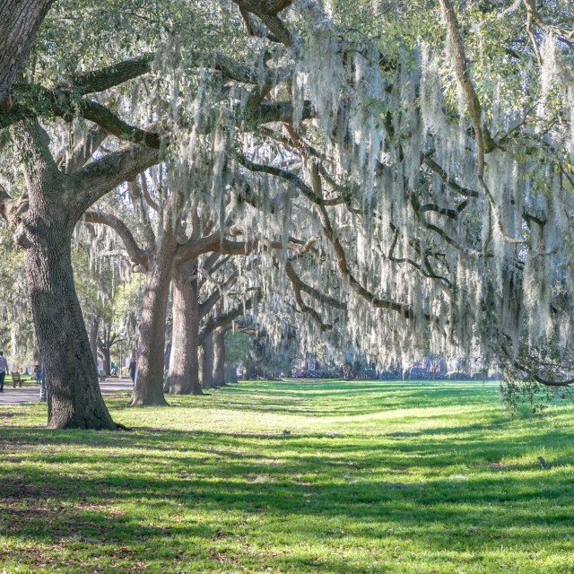 forsyth_park_2.jpg