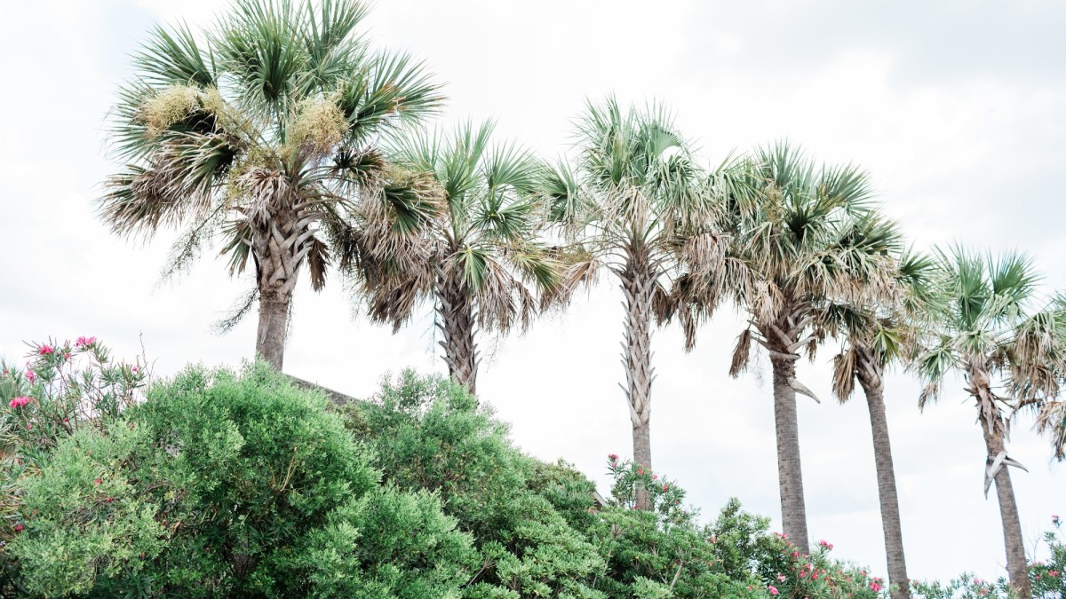 tybee-island-palm-trees.jpg