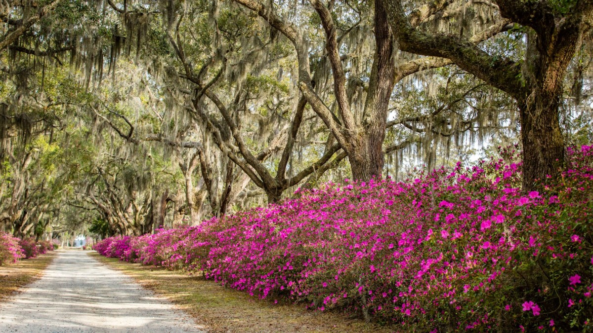 bonaventure_azaleas.jpg