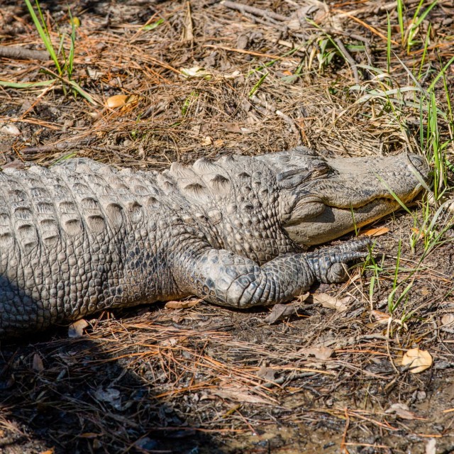 Alligator at Oatland Island Wildlife Center Oatland Island Wildlife Center Alligator