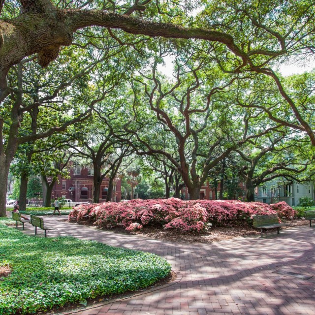 Pulaski Square Azaleas Savannah