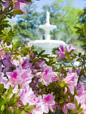 hero_forsyth_fountain_azaleas.jpg