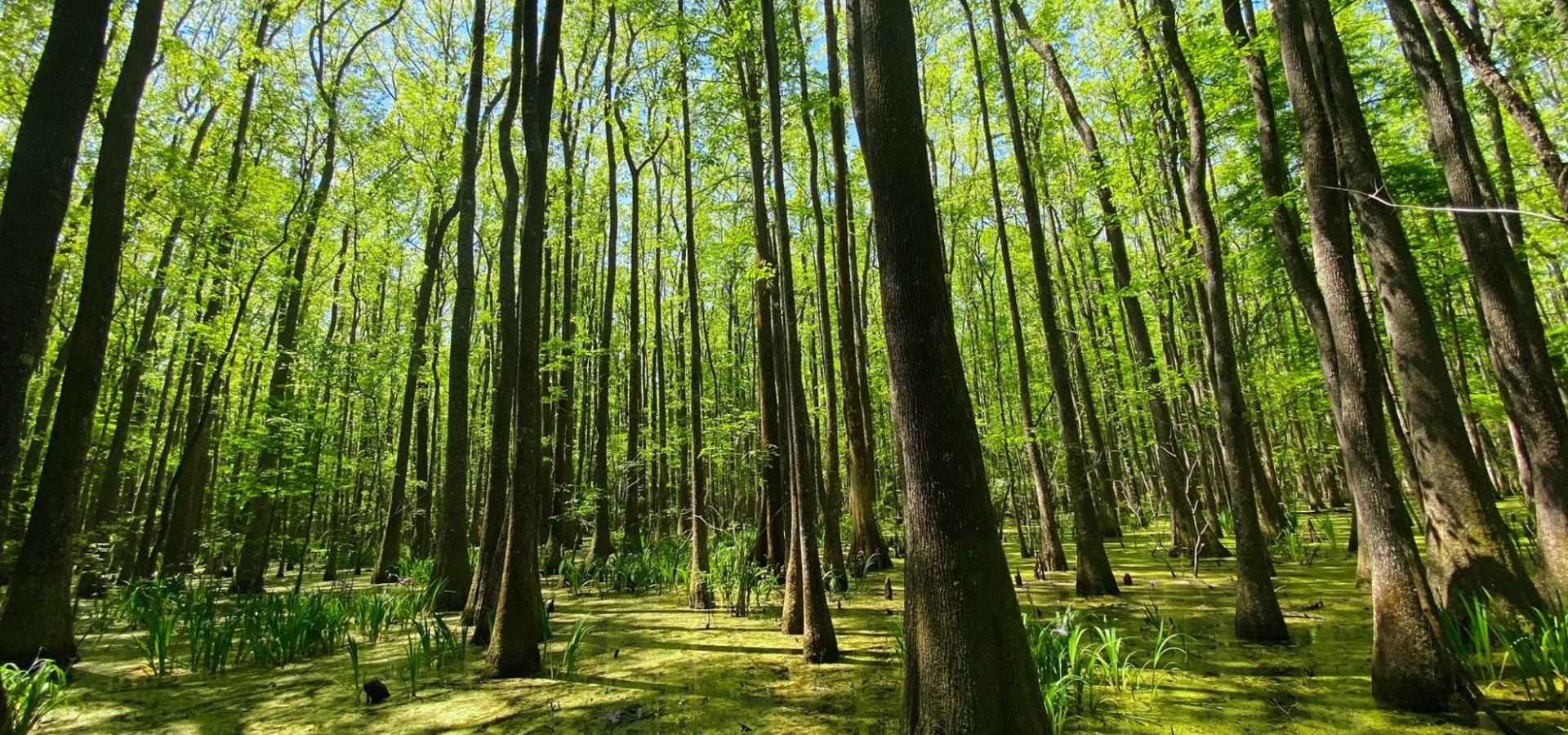 Explore Savannah’s State and National Parks