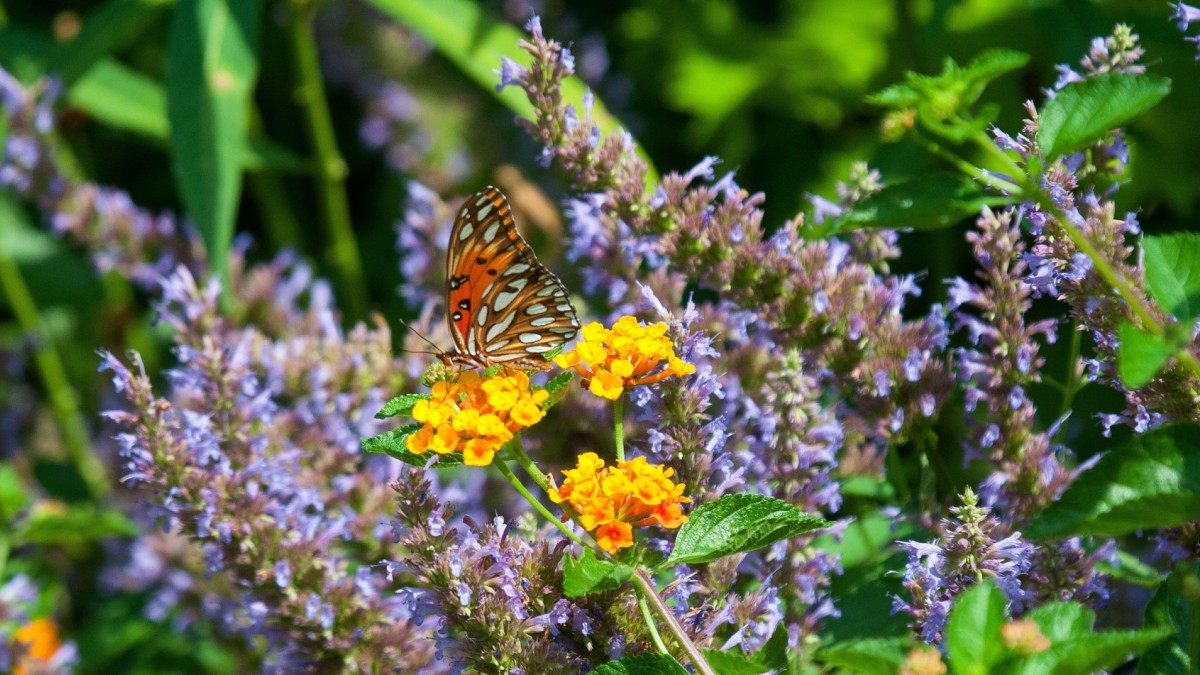 Coastal Georgia Botanical Gardens