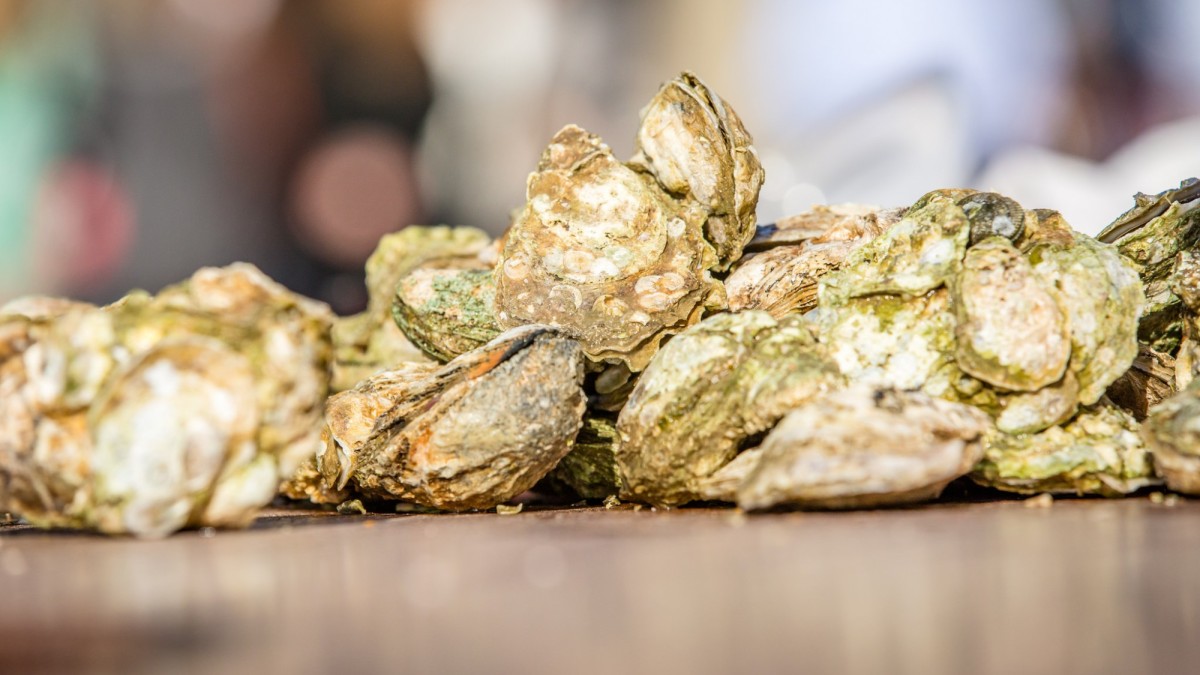 Savannah Oysters