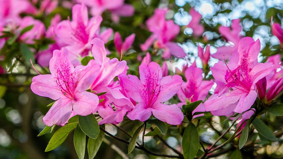 azaleas.jpg