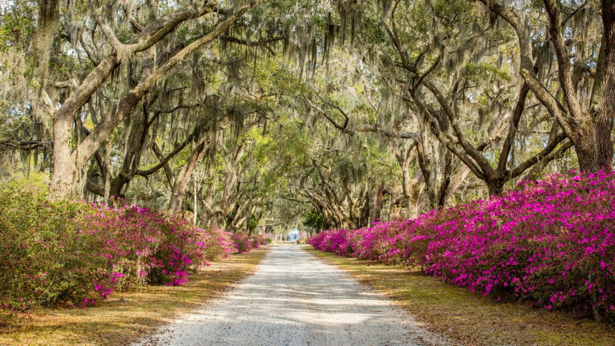 azaleas-bonaventure-cemetery13.jpg