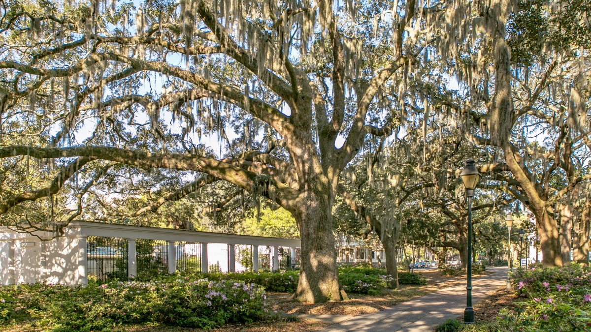 Forsyth Park.