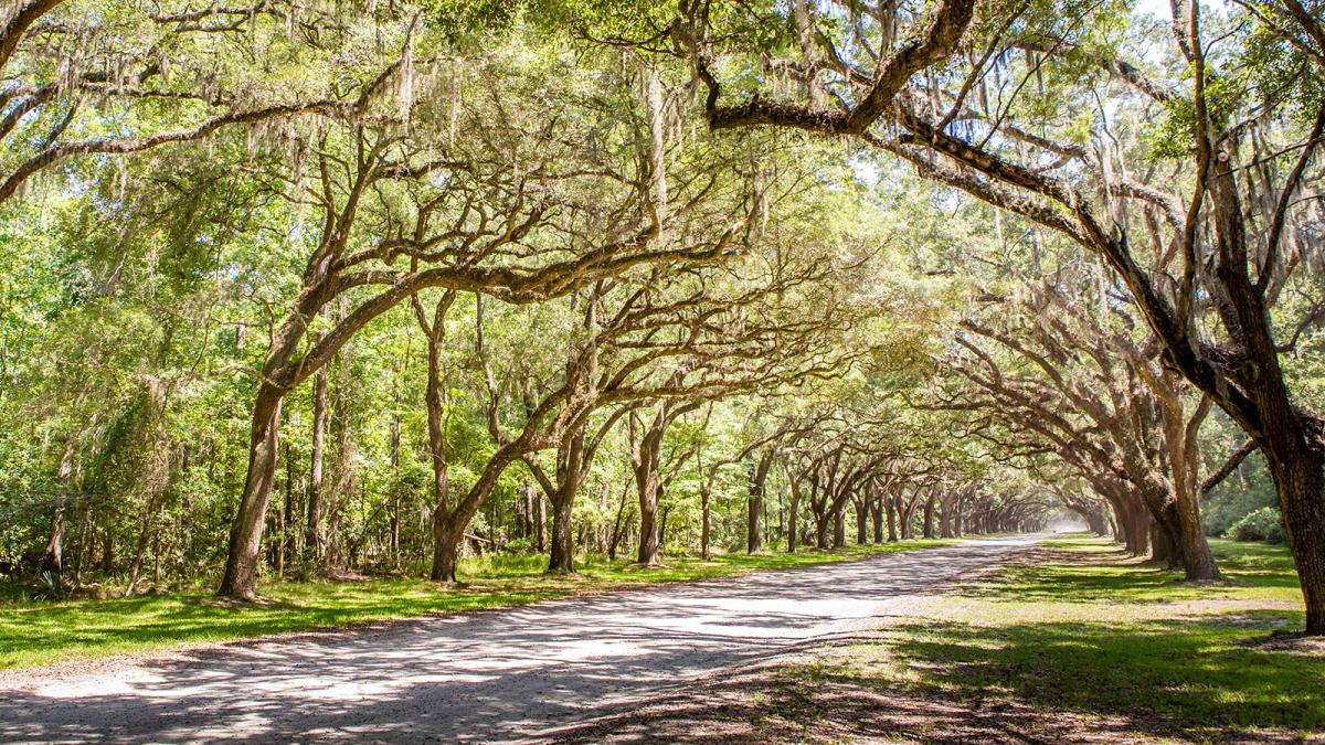 Take a walk under the awe-inspiring shady oaks of Wormsloe in Savannah's Moon River District