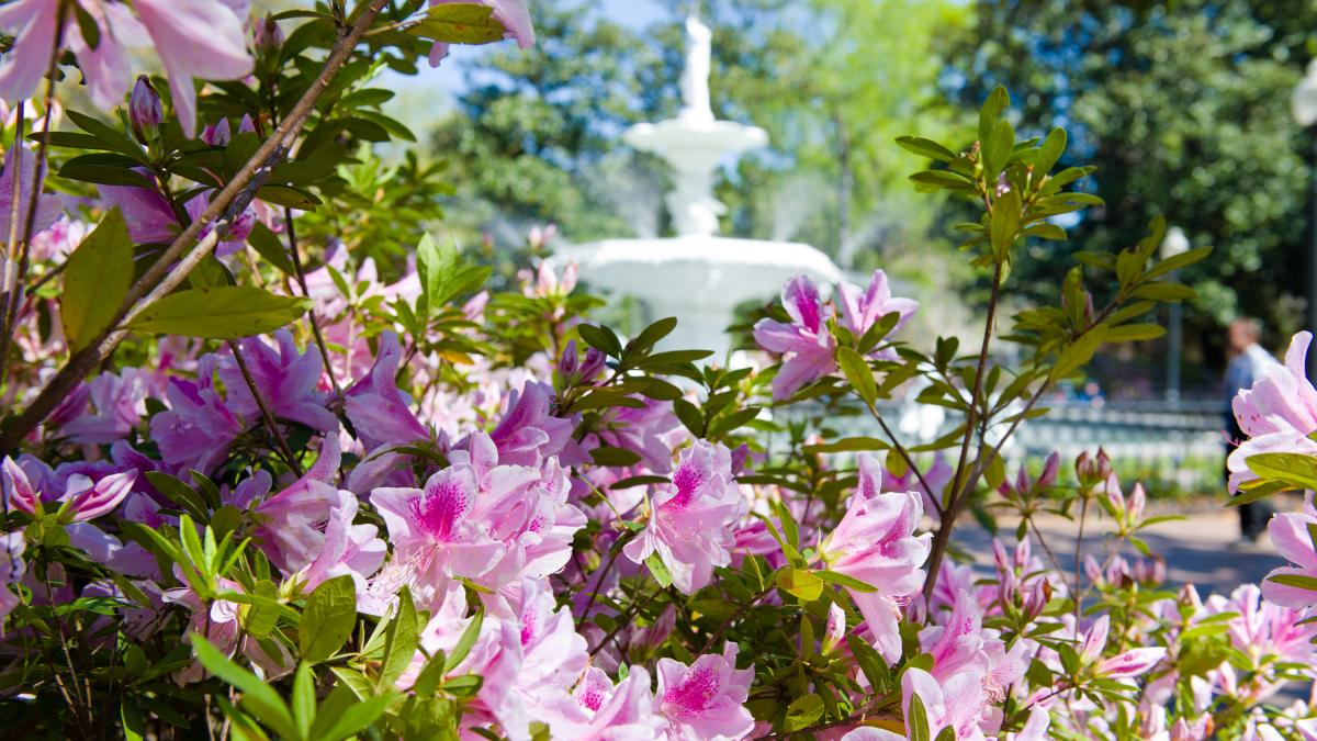 hero_forsyth_fountain_azaleas.jpg