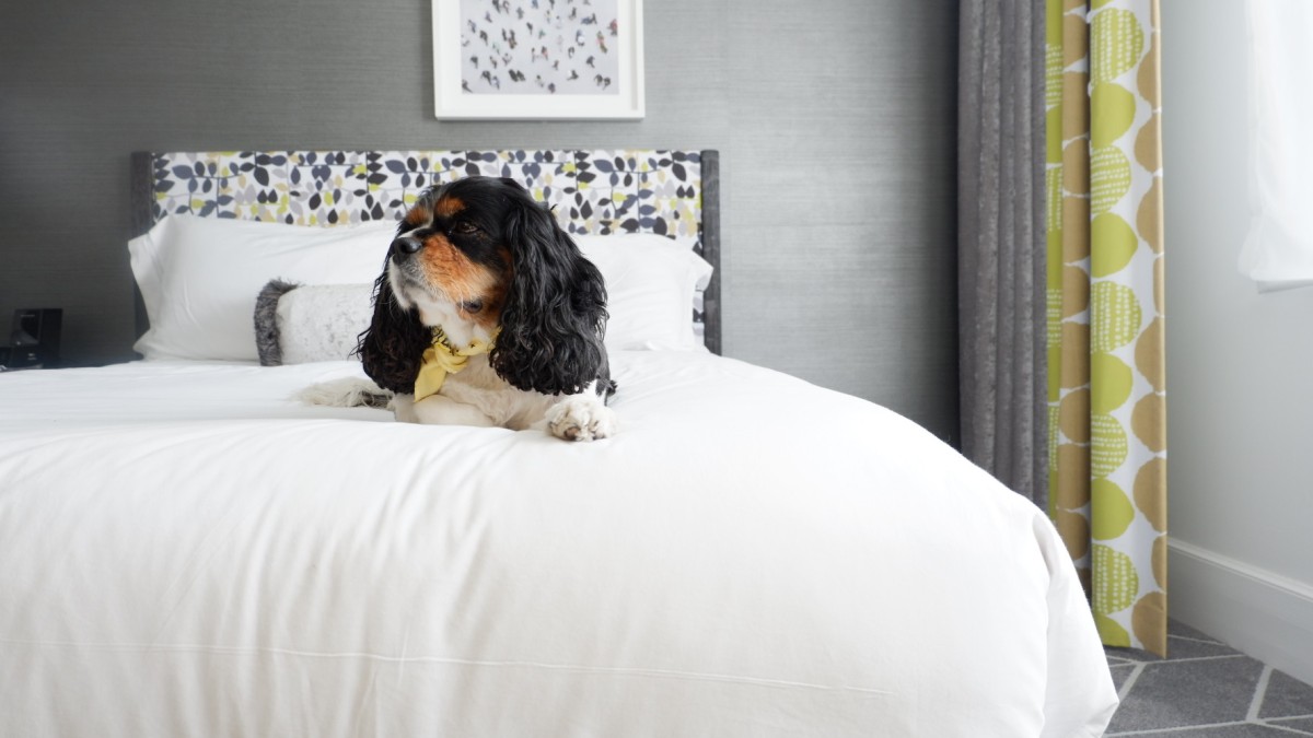 The Brice Pet-Friendly Brice Hotel