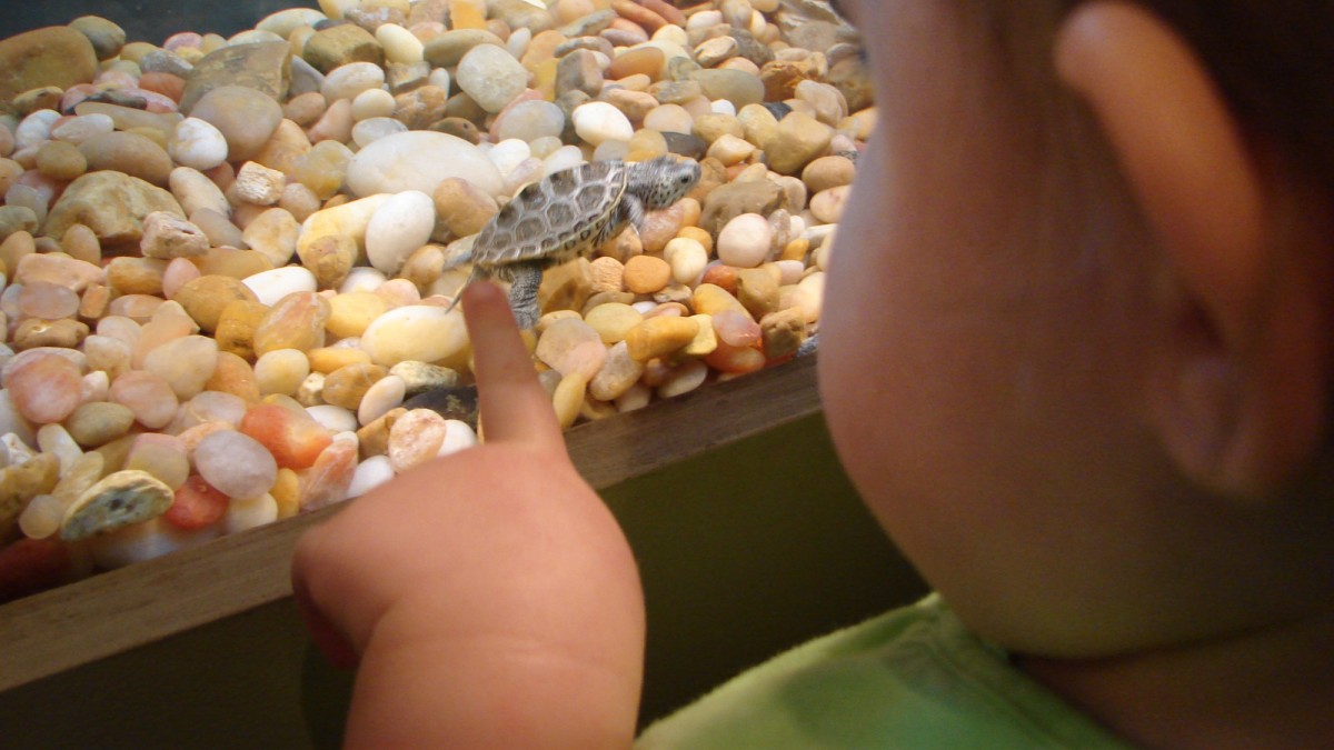 Tybee Island Marine Science Center