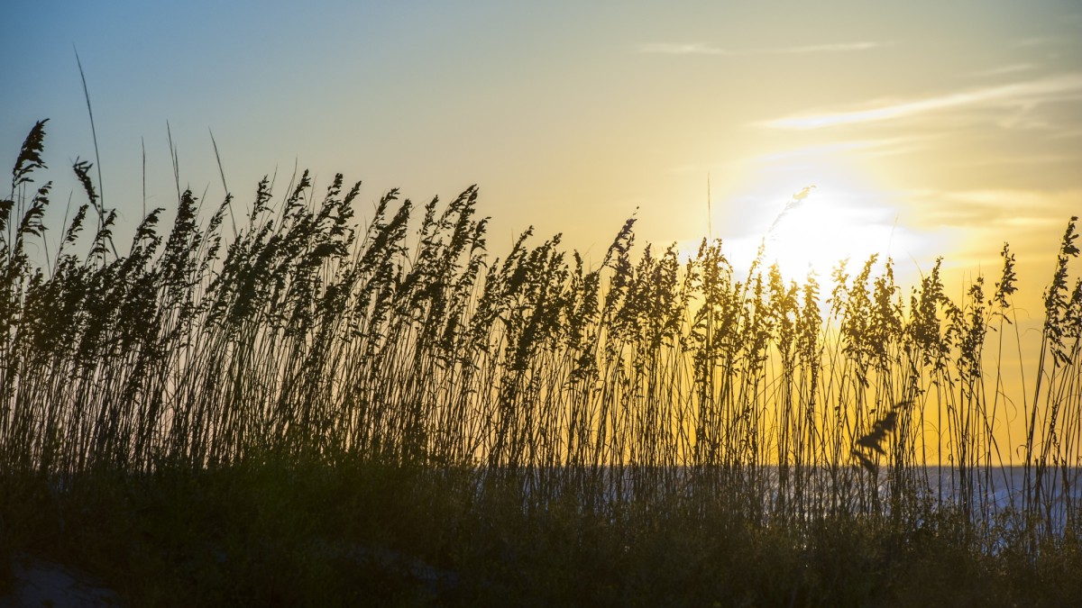 tybee-sea-oats-sunrise.jpg