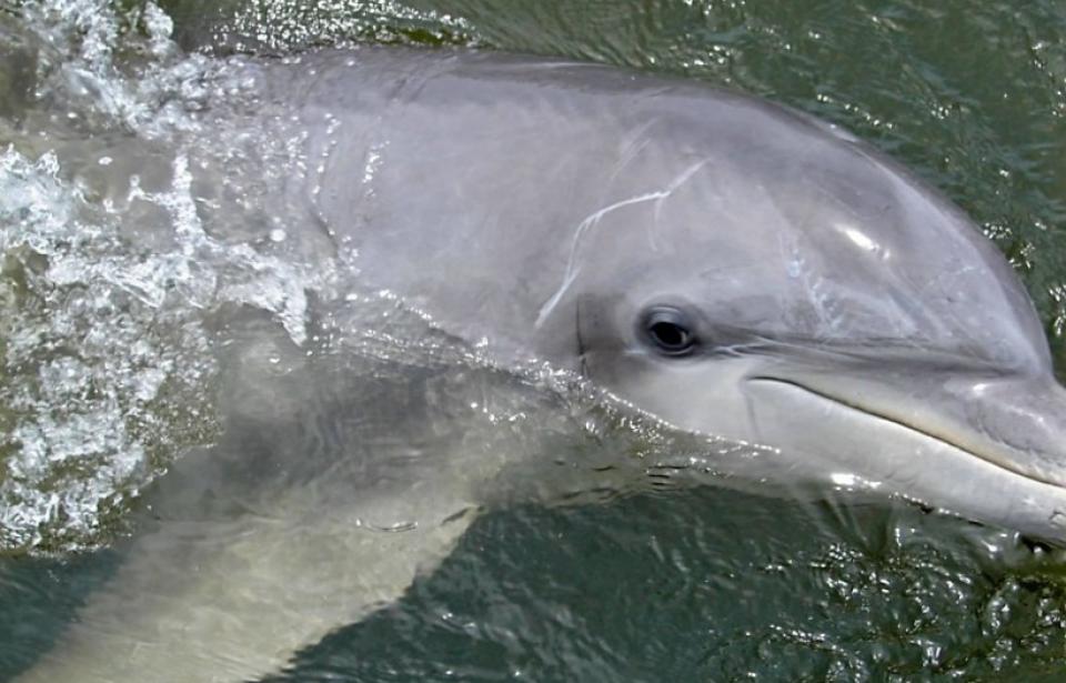 Dolphin Magic Tours Dolphin Magic Tours