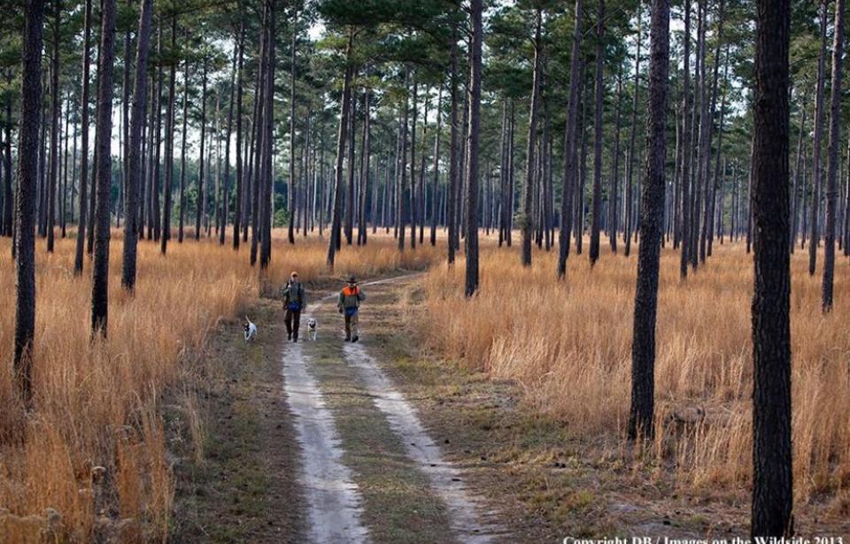 Dorchester Shooting Preserve Dorchester Shooting Preserve