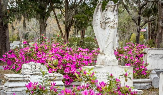 Azaleas at Bonaventure Cemetery Azaleas Bonaventure Cemetery