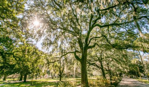 Spanish moss Spanish moss