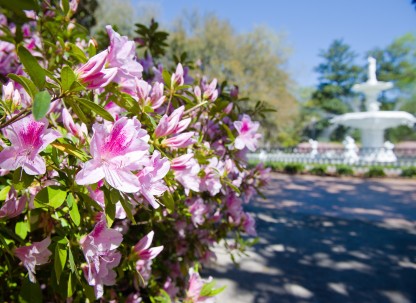 savannah-azaleas.jpg
