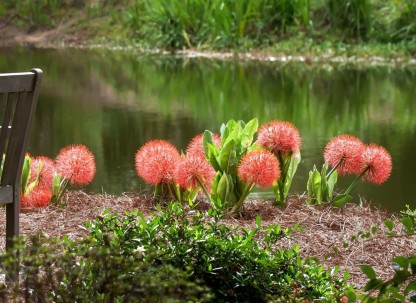 Coastal Georgia Botanical Gardens Coastal Georgia Botanical Gardens