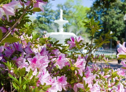 hero_forsyth_fountain_azaleas.jpg